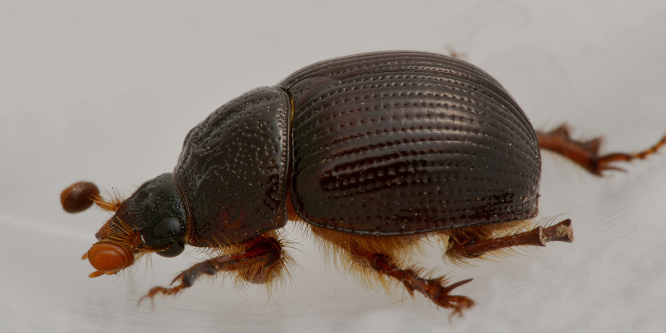 Odonteus armiger, femmina  (Geotrupidae)